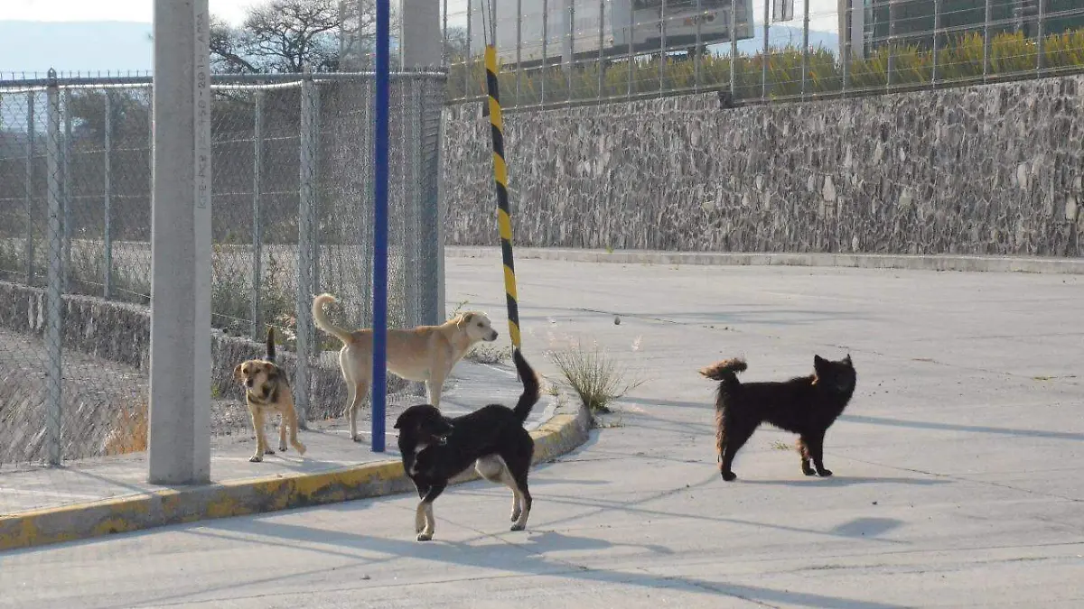 Suspenden jornadas de esterilización de mascotas debido a la pandemia por Covid-19.  Foto Luis Luévanos  El Sol de San Juan del Río.